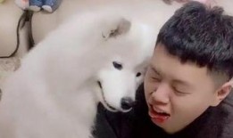 吃瓜大狼,揭秘娱乐圈背后的那些事儿