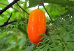 猪吃兰瓜,兰瓜与猪的奇妙邂逅